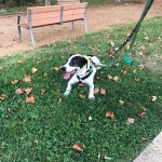 Foto 2 de Loli (podenco)