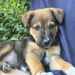 Foto 2 de Nori (Lunito)