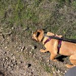 Foto 2 de Spotter
