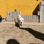 Foto 4 de Darko