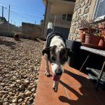 Foto 4 de Loli (podenco)