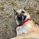 Foto 5 de Laika (pastora)