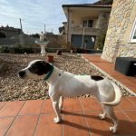 Foto 5 de Loli (podenco)
