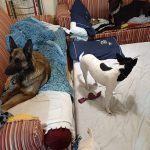 Foto 5 de Mora