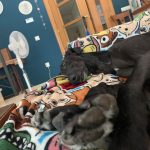 Foto 5 de Mowgli
