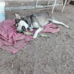 Foto 5 de Obi