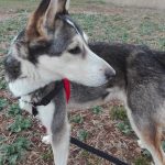 Foto 6 de Obi