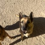 Foto 1 de Laika (pastora)