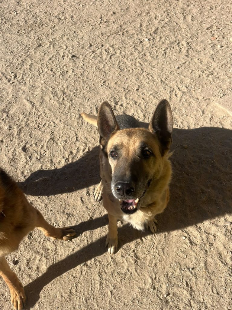 Laika (pastora)