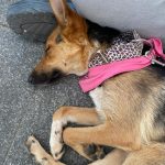 Foto 1 de Luna (Pastorcita)