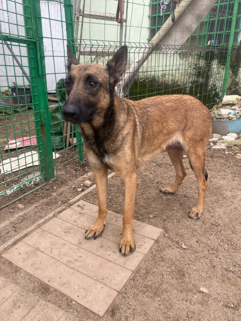 Mora