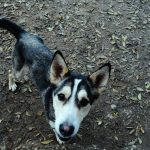 Foto 1 de Obi
